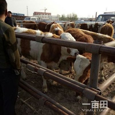 肉牛吉林四平市双辽市_批发_供应-一亩田农业网_专业的农产品信息商务平台