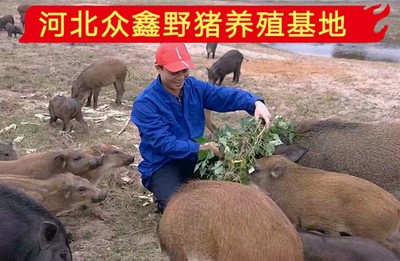 双辽养殖野猪哪家好